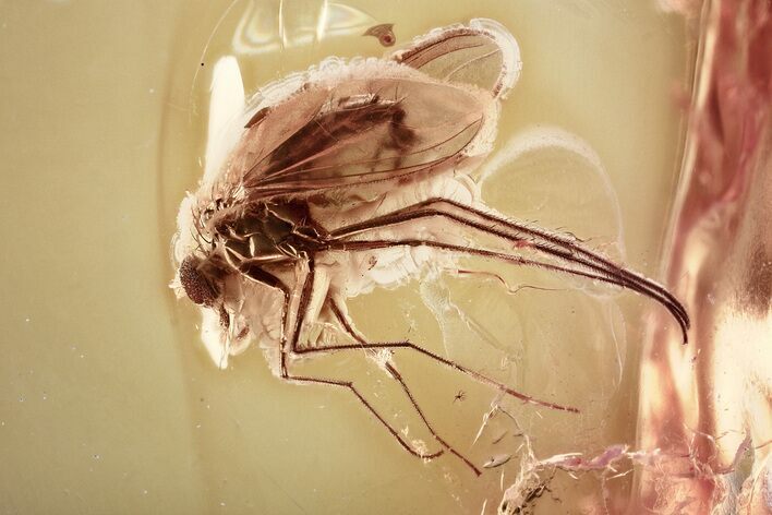Detailed Fossil Long-Legged Fly (Dolichopodidae) in Baltic Amber #372560